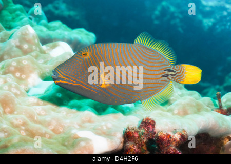 Orange Lined Triggerfish (Balistapus undulatus), Southern Thailand, Andaman Sea, Indian Ocean Stock Photo