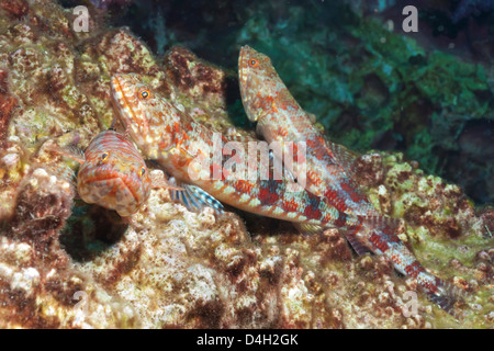 Variegated lizardfish (Synodus variegatus), Southern Thailand, Andaman Sea, Indian Ocean, Southeast Asia Stock Photo