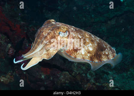 Broadclub cuttlefish (Sepia Latimanus), Southern Thailand, Andaman Sea, Indian Ocean, Southeast Asia Stock Photo