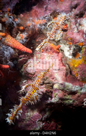 Harlequin ghost pipefish (Solenostomus paradoxus), Southern Thailand, Andaman Sea, Indian Ocean, Southeast Asia Stock Photo