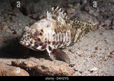 Longfin grouper (Epinephelus quoyanus), Southern Thailand, Andaman Sea, Indian Ocean, Southeast Asia Stock Photo