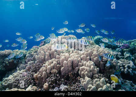 School of sergeant major fish over pristine coral reef, Jackson Reef, off Sharm el Sheikh, Sinai, Egypt, Red Sea, Egypt Stock Photo