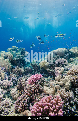 Hard coral and tropical reef scene, Ras Mohammed National Park, off Sharm el Sheikh, Sinai, Egypt, Red Sea, North Africa Stock Photo