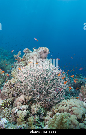 Tropical coral reef with a sea plume, Ras Mohammed National Park, off Sharm el Sheikh, Sinai, Egypt, Red Sea, Egypt Stock Photo