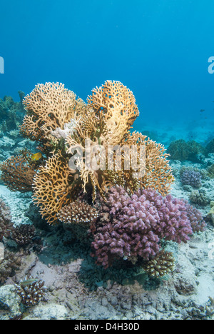 Fire coral and hard coral reef, Ras Mohammed National Park, off Sharm el Sheikh, Sinai, Egypt, Red Sea, Egypt, North Africa Stock Photo