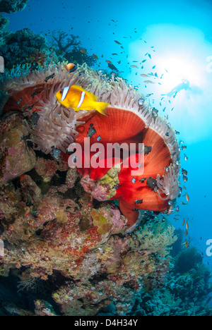 Magnificent anemone, Ras Mohammed National Park, off Sharm el Sheikh, Sinai, Egypt, Red Sea, Egypt, North Africa Stock Photo