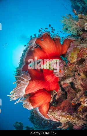 Magnificent anemone, Ras Mohammed National Park, Sinai, Egypt, Red Sea, Egypt, North Africa Stock Photo
