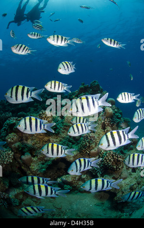 Shoal or school of sergeant major fish, Naama Bay, off Sharm el Sheikh, Sinai, Egypt, Red Sea, Egypt, North Africa Stock Photo