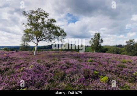 Purple heather in bloom at Rockford Common in the New Forest in Hampshire. Stock Photo