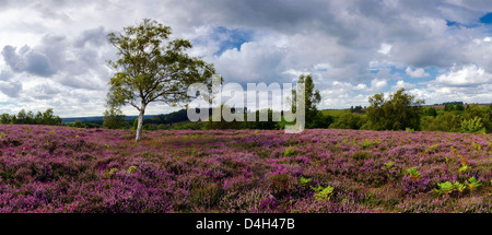 Heather in bloom in the New Forest Stock Photo