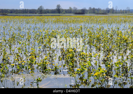 Marsh marigolds (kingcups) (Caltha palustris) flowering on flooded Narew sedge marshes, Krzewo, Podlaskie, Poland Stock Photo