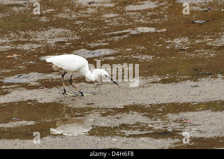 Little egret (Egretta garzetta) pulling a worm from mudflats at low tide, Hongshulin Mangrove Preserve, Taiwan Stock Photo