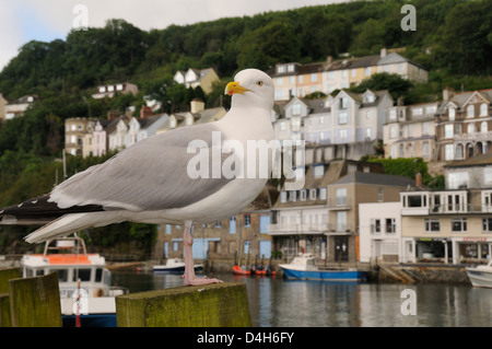 Adult herring gull standing on wooden post by Looe harbour with houses in the background, Looe, Cornwall, England, UK Stock Photo