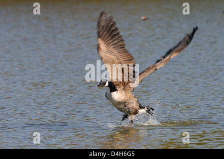 Canada goose (Branta canadensis) running on surface of a lake and flapping hard to take off, Wiltshire, England, UK Stock Photo