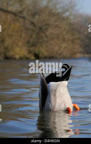 Mallard drake (Anas platyrhynchos) upended dabbling for food in lake, Wiltshire, England, UK Stock Photo