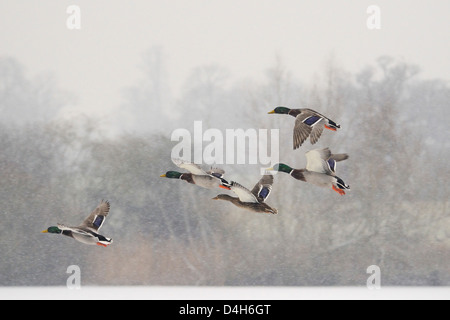 Four Mallard drakes (Anas platyrhynchos) and a duck flying over frozen lake in snowstorm, Wiltshire, England, UK