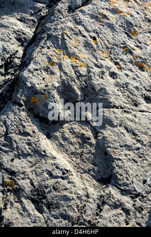 150 million year old fossilised footprint (ichnite) of theropod dinosaur in karst limestone rock, Terenes, Asturias, Spain Stock Photo