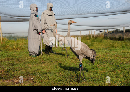 Two young common cranes standing within an aviary on the Somerset Levels, Somerset, England, UK Stock Photo