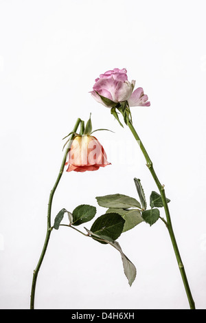 two withered roses, one broken Stock Photo