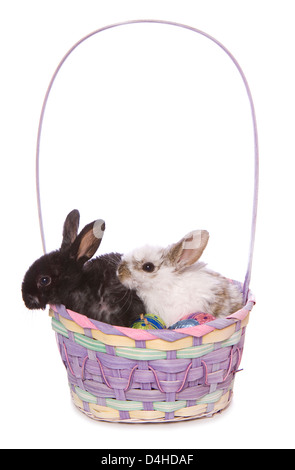 easter bunny rabbits in a basket studio cutout Stock Photo