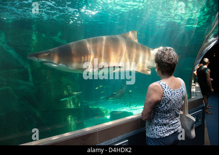 Female visitor to the Two Oceans Aquarium watching a Ragged Tooth Shark. Cape Town South Africa Stock Photo