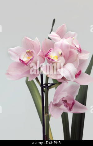 Pink Cymbidium Orchid in bloom Stock Photo