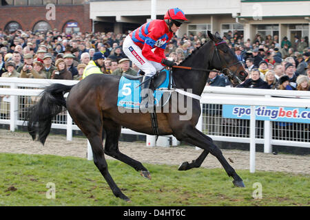 Cheltenham, UK. 13th March 2013.  Sprinter Sacre, ridden by Barry Geraghty on their way to the start for the sportingbet.com Queen Mother Champion Chase Grade 1. Credit:  dpa picture alliance / Alamy Live News Stock Photo