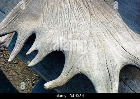 Old moose antlers on display at the Toklat River Rest Area, Denali National Park & Preserve, Alaska, USA Stock Photo