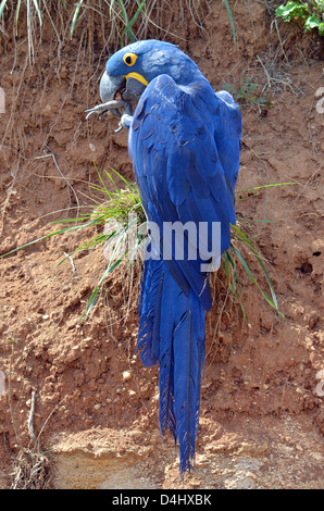 Closeup of Hyacinth macaw (Anodorhynchus hyacinthinus) on grassy hill and seen from behind Stock Photo
