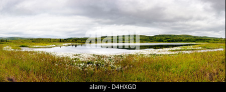 Panorama of Alaska Cotton Grass (Eriophorum brachyantherm) grows along a tundra lake in the western section of Denali Nat'l P AK Stock Photo