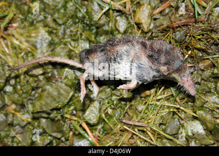 Dead Pygmy Shrew Sorex minutus Stock Photo