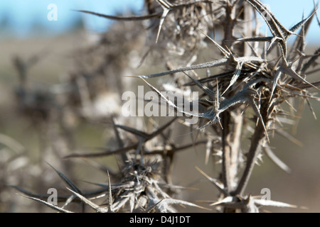 abstract detail of a dry thorny plant in sunny ambiance Stock Photo