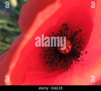 full frame abstract detail of a corn poppy flower seen from above Stock Photo