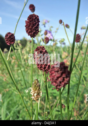 low angle closeup showing some red Great Burnet flowers at summer time in green herbal vegetation Stock Photo