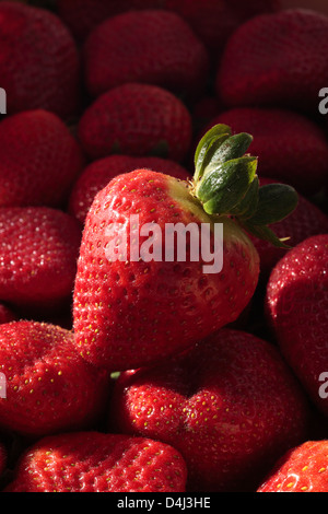Strawberry on a Tray of Strawberries Stock Photo
