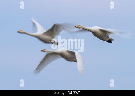 Three adult Whooper Swans (Cygnus cygnus) in flight, Ouse Washes, Cambridgeshire.  With slow shutter speed to blur the wings Stock Photo