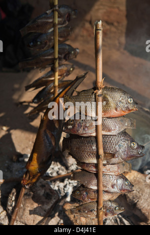Stacks of Tilapia small fish being smoked attached to a wooden stick on Kubatsirana Farm in Manica District, Mozambique. Stock Photo