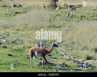 Guanacos (Lama guanicoe)  grazing on green grass in an otherwise arid landscape.. Torres del Paine National Park, Stock Photo