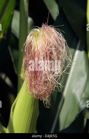 Detail showing a female corn with silk in a field of maize/corn growing in northern France. Stock Photo