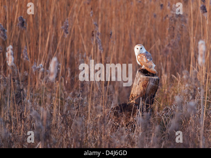 Wild Barn Owl Tyto Alba perched on tree stump in a Warwickshire reed bed Stock Photo