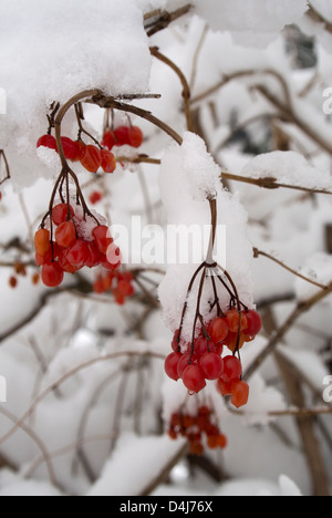 Snow covered red berries. Stock Photo