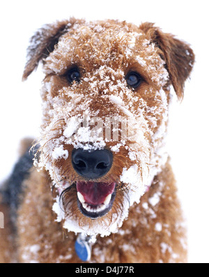 Portrait of Airedale terrier with snow on his face in winter. Stock Photo