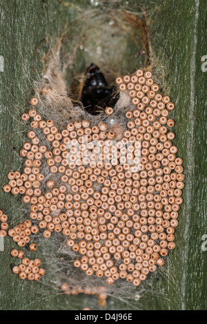 Vapourer Moth Eggs ( Orgyia antiqua ) in the uk Stock Photo