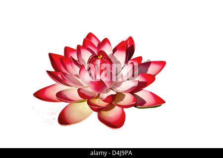 A white background isolation of a blooming lotus Stock Photo