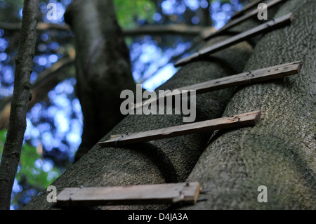 A makeshift ladder added to the trunk of a tree leads to a tree house in some English woodland. Stock Photo