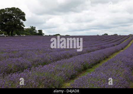 Rows of Lavender growing in a field Stock Photo
