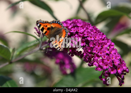 Tortoiseshell Butterfly sitting on a Buddleia Stock Photo