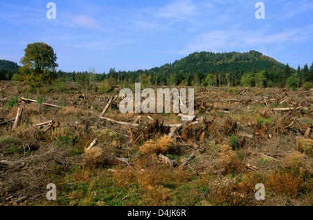 Cleared area after storm damage in Auvergne. France Stock Photo