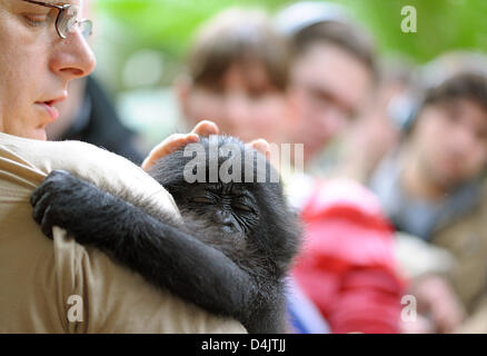 A zoo keeper holds the four-month-old bonobo baby ?Bili? in his arms at the zoo in Frankfurt Main, Germany, 02 March 2009. After his birth at the British zoo ?Twycross?, his mother abandoned ?Bili?. He was brought to Frankfurt?s zoo to become integrated in the zoo?s group of bonobos. Photo: Uwe Anspach Stock Photo