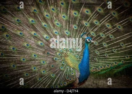 Peacock with feathers fanned out Stock Photo